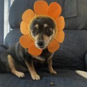 Flower-Missy