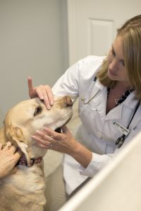 Pet dentistry at Pine Meadow