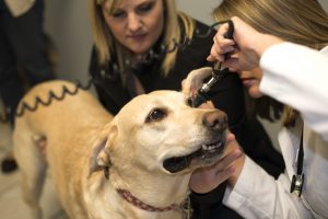 Wellness Care Check up for your pet