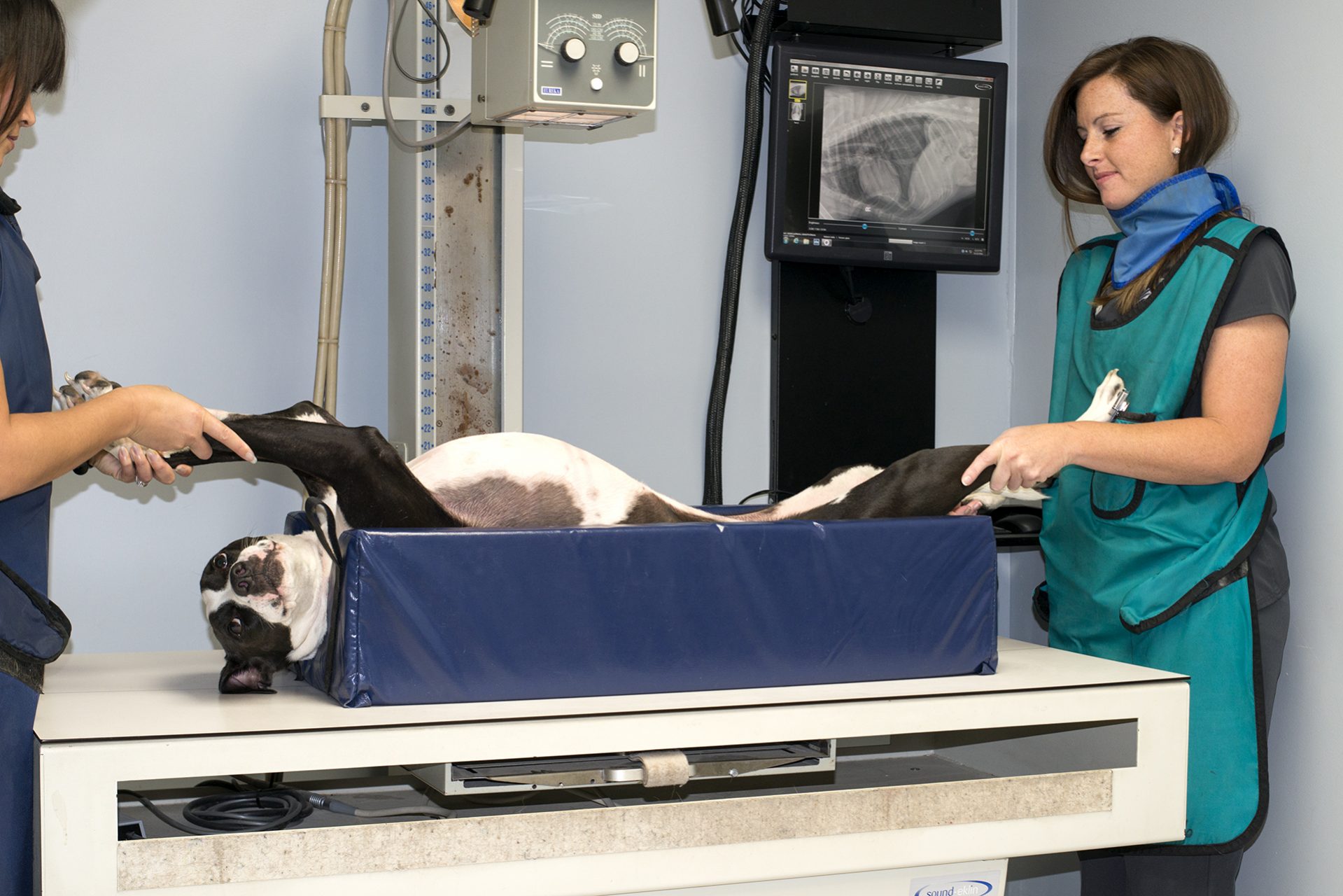 Digital Radiography Services at Pine Meadow Veterinary Clinic